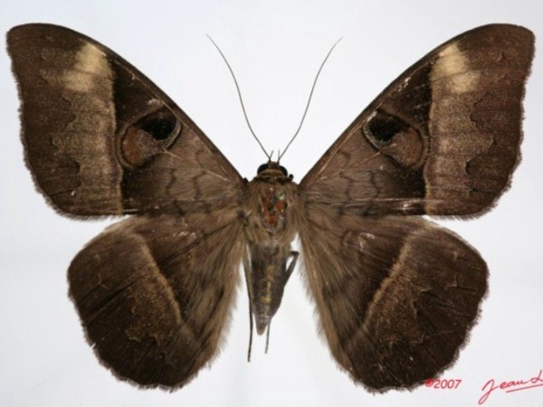 /filer/webapps/moths/media/images/F/fluctuosa_Cyligramma_A_Alberta_01.jpg