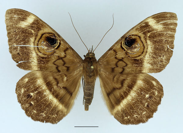 /filer/webapps/moths/media/images/F/fluctuosa_Cyligramma_A_Basquin_01.jpg