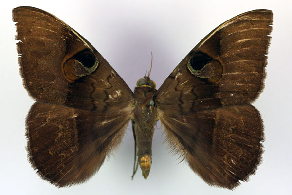/filer/webapps/moths/media/images/F/fluctuosa_Cyligramma_A_RMCA.jpg