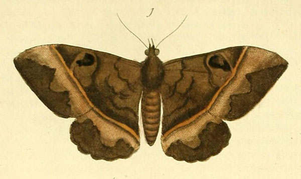/filer/webapps/moths/media/images/F/fluctuosa_Cyligramma_Drury2_14_1.jpg
