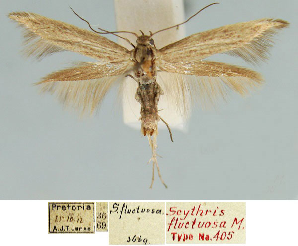 /filer/webapps/moths/media/images/F/fluctuosa_Scythris_PLT_TMSA_29ANzko.jpg
