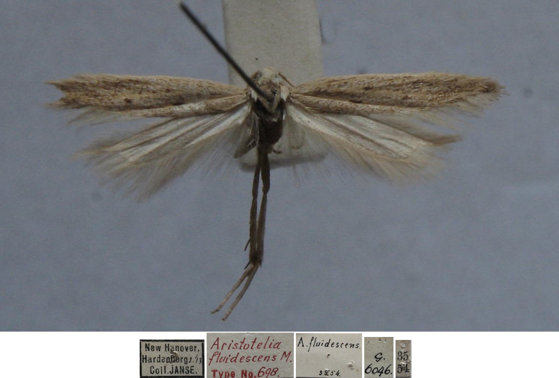 /filer/webapps/moths/media/images/F/fluidescens_Aristotelia_MHT_TMSA.jpg