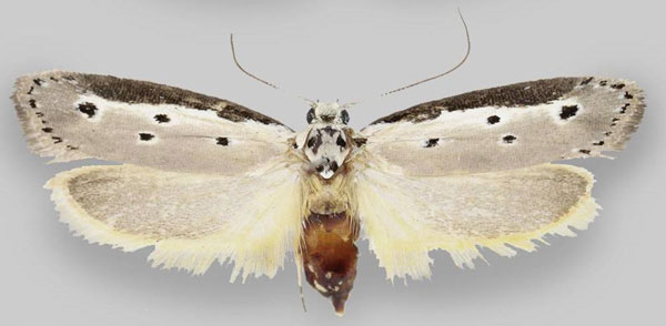 /filer/webapps/moths/media/images/F/fluviatilis_Ethmia_PT_ZMHB.jpg