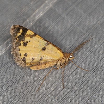 /filer/webapps/moths/media/images/F/focularia_Acanthovalva_A_Heyns_01.JPG