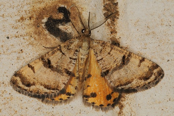 /filer/webapps/moths/media/images/F/focularia_Acanthovalva_A_Heyns_02.JPG