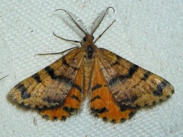 /filer/webapps/moths/media/images/F/focularia_Acanthovalva_A_Liebenberg.jpg