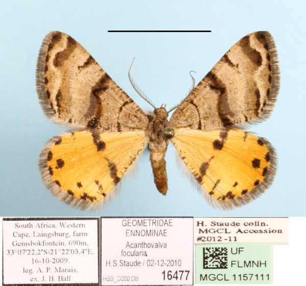 /filer/webapps/moths/media/images/F/focularia_Acanthovalva_A_MGCL.jpg