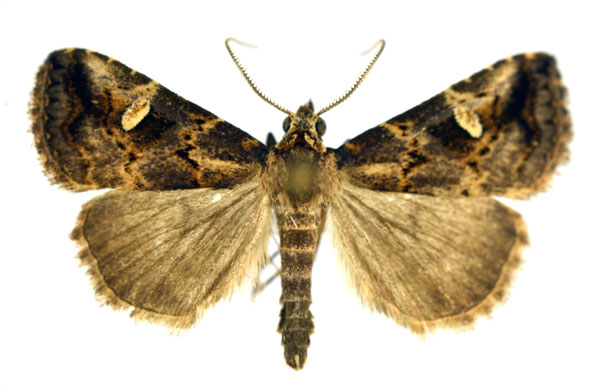 /filer/webapps/moths/media/images/F/foedalis_Eustrotia_AM_NHMO.jpg