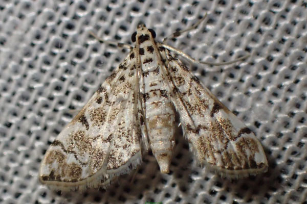/filer/webapps/moths/media/images/F/foedalis_Metoeca_AF_Bippus.jpg