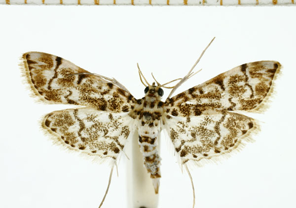 /filer/webapps/moths/media/images/F/foedalis_Metoeca_A_DePrins.jpg