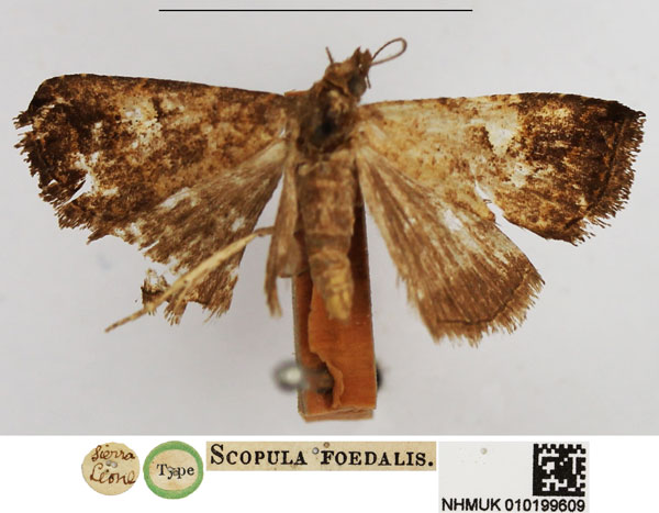 /filer/webapps/moths/media/images/F/foedalis_Scopula_HT_NHMUK.jpg