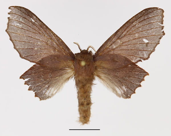 /filer/webapps/moths/media/images/F/foedifraga_Stenophatna_AF_Basquin_gmhkZWQ.jpg