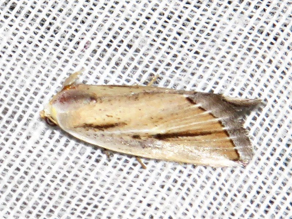 /filer/webapps/moths/media/images/F/foedosa_Eublemma_A_Braun.jpg