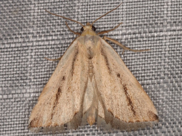/filer/webapps/moths/media/images/F/foedosa_Eublemma_A_Heyns.jpg