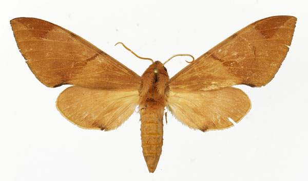 /filer/webapps/moths/media/images/F/foliaceus_Pseudopolyptychus_AF_Basquin.jpg