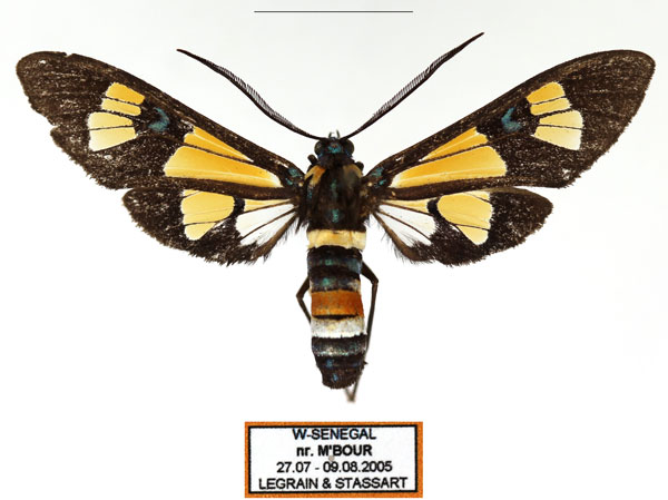 /filer/webapps/moths/media/images/F/folletii_Euchromia_AM_Legrain_01.jpg