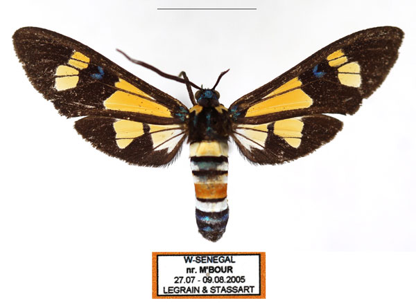 /filer/webapps/moths/media/images/F/folletii_Euchromia_AM_Legrain_02.jpg