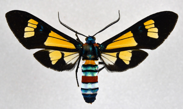 /filer/webapps/moths/media/images/F/folletii_Euchromia_A_NHMO.jpg