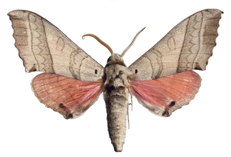 /filer/webapps/moths/media/images/F/folonzoi_Rufoclanis_HT_EMEMa.jpg
