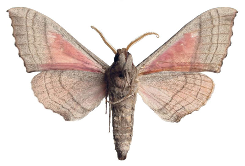 /filer/webapps/moths/media/images/F/folonzoi_Rufoclanis_HT_EMEMb.jpg