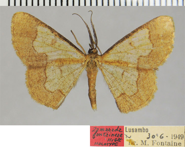 /filer/webapps/moths/media/images/F/fontaineae_Zamarada_HT_ZSMa.jpg