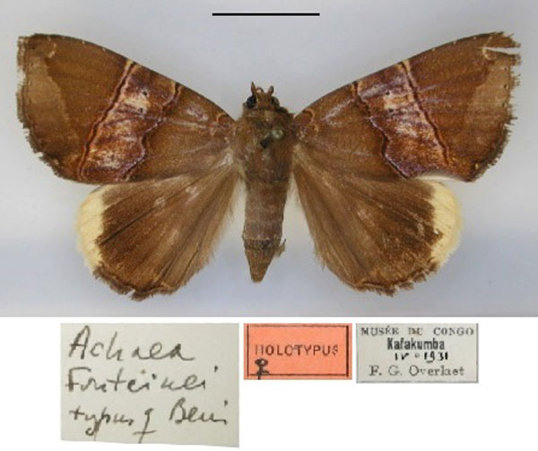 /filer/webapps/moths/media/images/F/fontainei_Achaea_HT_RMCA_01.jpg