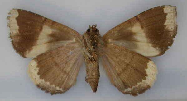 /filer/webapps/moths/media/images/F/fontainei_Achaea_HT_RMCA_02.jpg