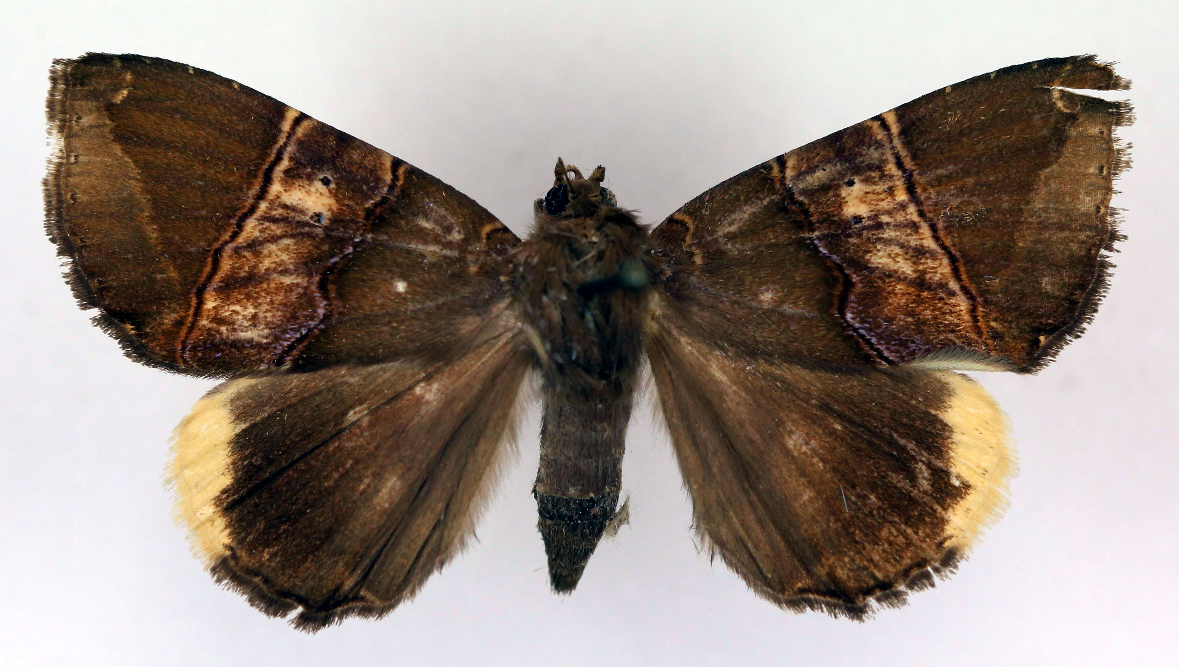 /filer/webapps/moths/media/images/F/fontainei_Achaea_HT_RMCA_03.jpg