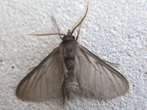 /filer/webapps/moths/media/images/F/fontainei_Apisa_A_Wijtten.JPG