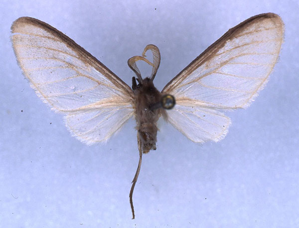 /filer/webapps/moths/media/images/F/fontainei_Apisa_HT_RMCA_01.jpg