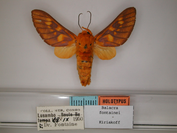 /filer/webapps/moths/media/images/F/fontainei_Balacra_HT_RMCA_01.jpg