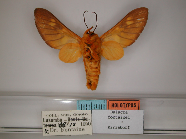 /filer/webapps/moths/media/images/F/fontainei_Balacra_HT_RMCA_02.jpg