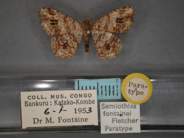 /filer/webapps/moths/media/images/F/fontainei_Chiasmia_PT_RMCA_01.jpg