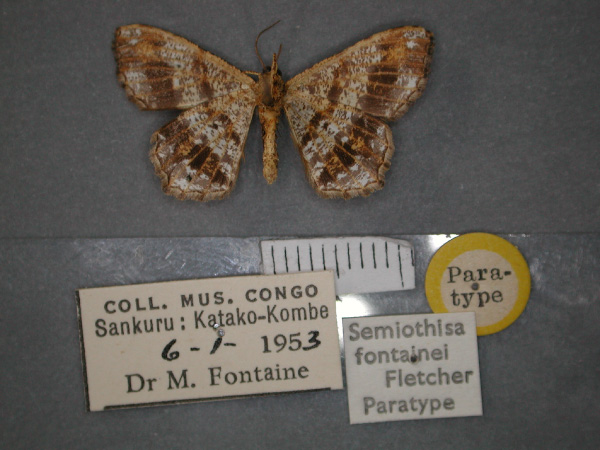 /filer/webapps/moths/media/images/F/fontainei_Chiasmia_PT_RMCA_02.jpg