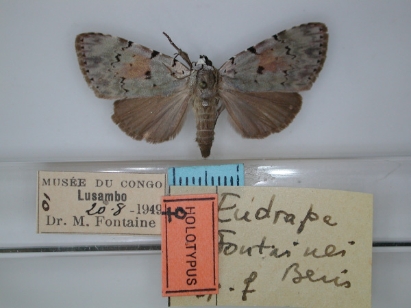 /filer/webapps/moths/media/images/F/fontainei_Eudrapa_HT_RMCA_01.jpg