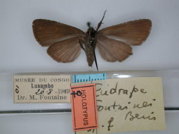 /filer/webapps/moths/media/images/F/fontainei_Eudrapa_HT_RMCA_02.jpg