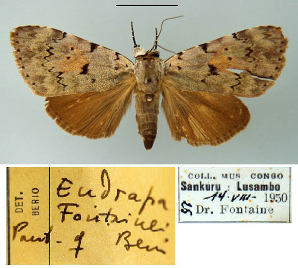 /filer/webapps/moths/media/images/F/fontainei_Eudrapa_PT_MSNM.jpg