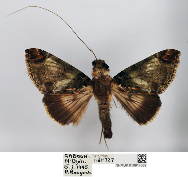 /filer/webapps/moths/media/images/F/fontainei_Gigantoceras_AM_NHMUK.jpg