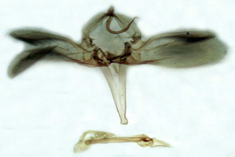 /filer/webapps/moths/media/images/F/fontainei_Gigantoceras_GMHT_Berio-1812.jpg