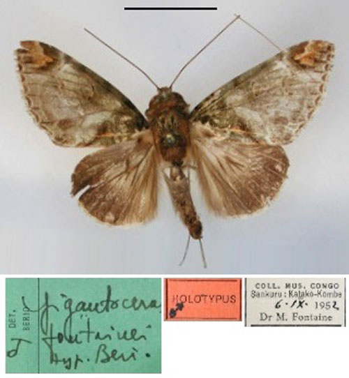 /filer/webapps/moths/media/images/F/fontainei_Gigantoceras_HT_RMCA_01.jpg