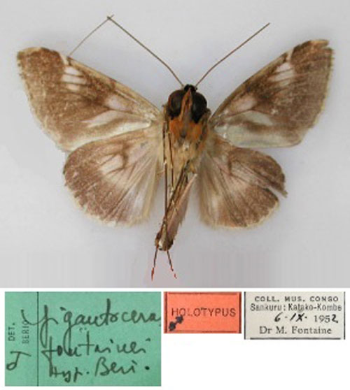/filer/webapps/moths/media/images/F/fontainei_Gigantoceras_HT_RMCA_02.jpg