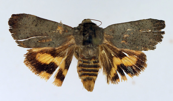 /filer/webapps/moths/media/images/F/fontainei_Hyblaea_AF_TMSA.jpg