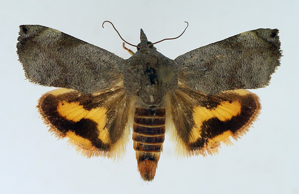 /filer/webapps/moths/media/images/F/fontainei_Hyblaea_AM_TMSA.jpg