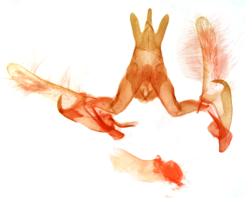 /filer/webapps/moths/media/images/F/fontainei_Hyblaea_GMPT_MSNM_3855.jpg