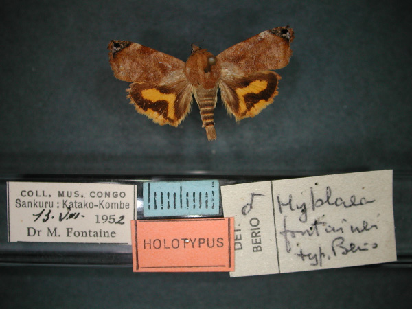 /filer/webapps/moths/media/images/F/fontainei_Hyblaea_HT_RMCA_01.jpg