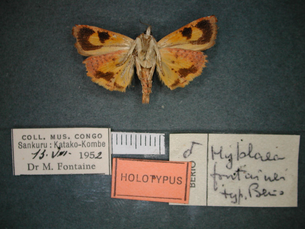 /filer/webapps/moths/media/images/F/fontainei_Hyblaea_HT_RMCA_02.jpg