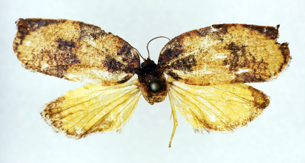 /filer/webapps/moths/media/images/F/fontainei_Labidosa_HT_RMCA.jpg