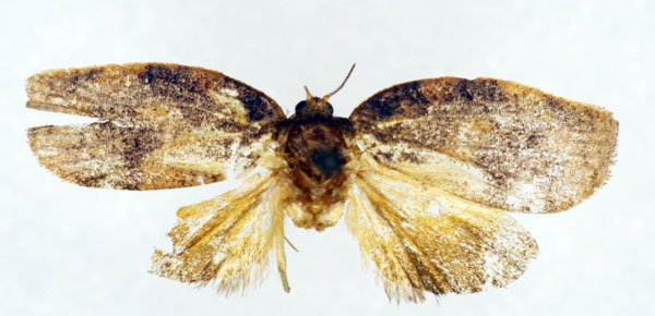 /filer/webapps/moths/media/images/F/fontainei_Labidosa_PT_RMCA.jpg
