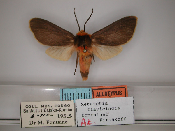 /filer/webapps/moths/media/images/F/fontainei_Metarctia_AT_RMCA_01.jpg