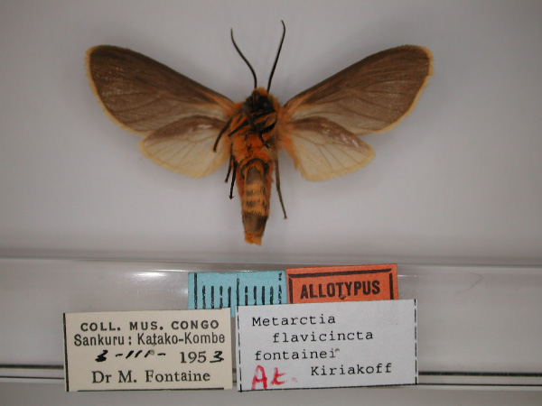 /filer/webapps/moths/media/images/F/fontainei_Metarctia_AT_RMCA_02.jpg